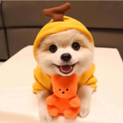 Cozy Fruit Pet Hoodie - Image 13